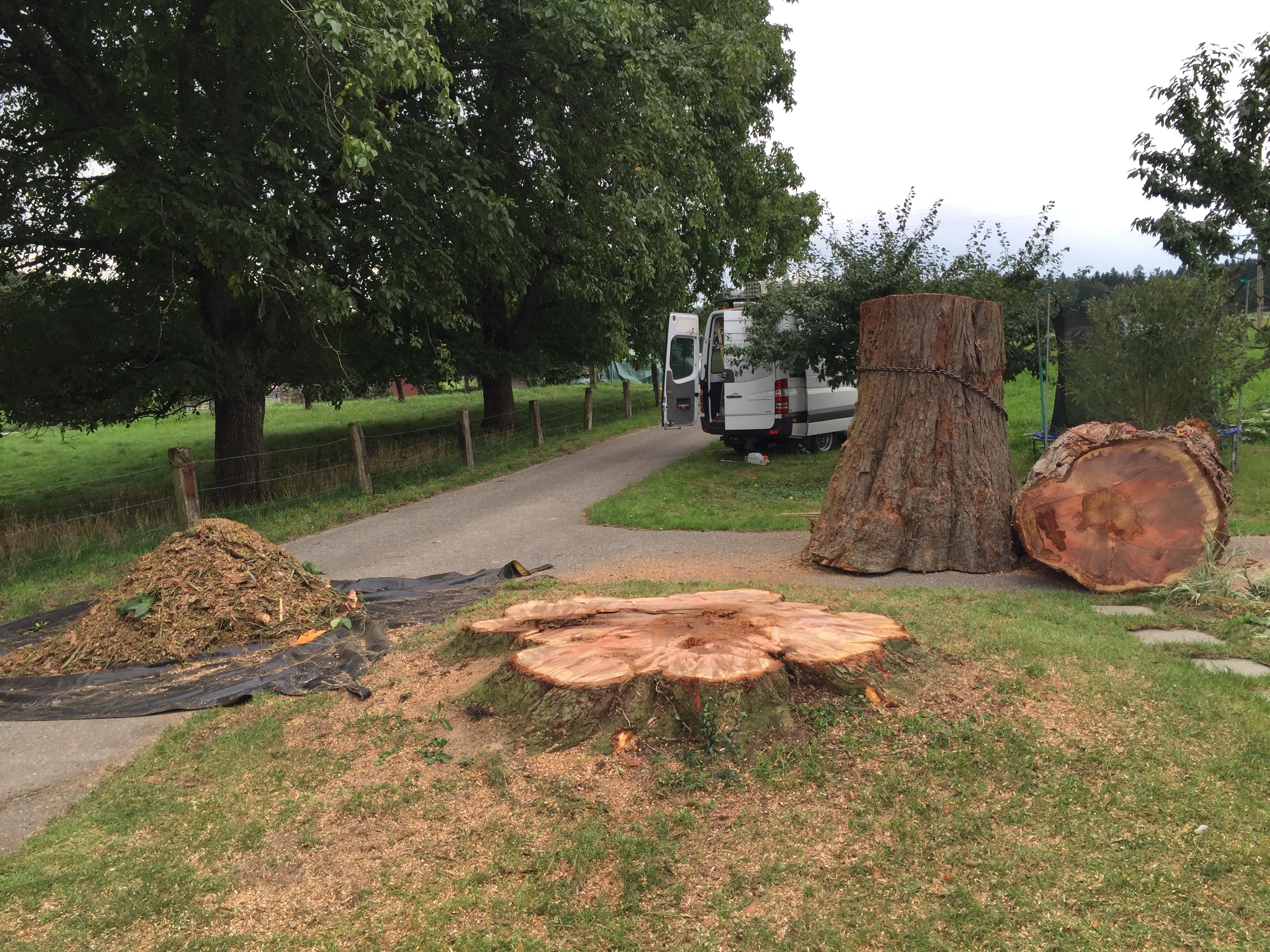 Abattage d'arbre de gros diamètre dans le Jura — SAS POLYVIER
